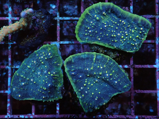 Echinophyllia