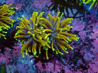 Euphyllia glabrescens dragon Soul 2hl.