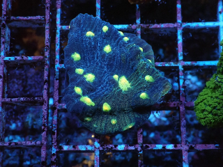 Mycedium bicolor