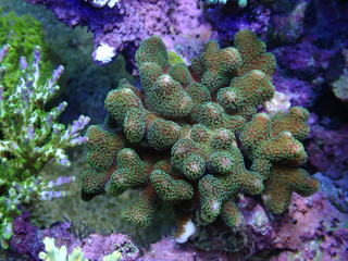 Stylophora sp.