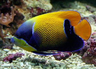 Pomacanthus navarchus