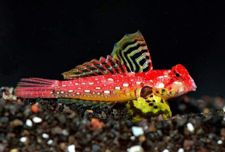 Synchiropus sycorax 