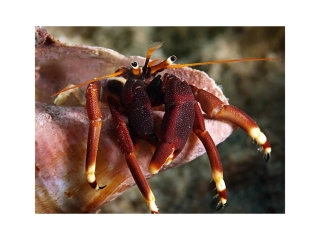 Calcinus tibicen