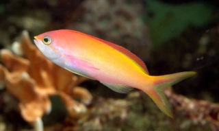 Nemanthias carberryi