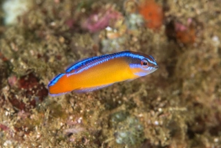 Pseudochromis aldabransis