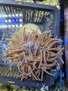 Macrodactyla doreensis