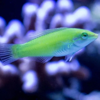 Halichoeres chloropterus