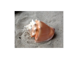 Strombus pugilis Caribbean