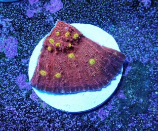 Echinophyllia (Golden eye)