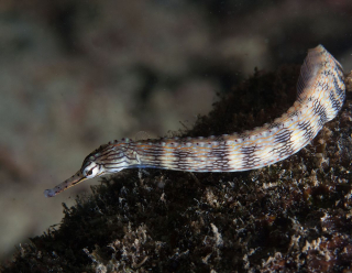 Corythoichthys polynotatus