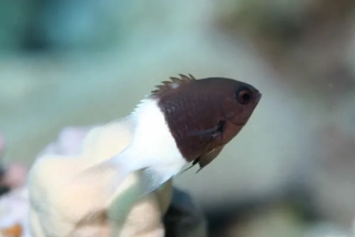 Chromis dimidiata