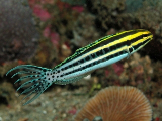 Meiacanthus grammistes