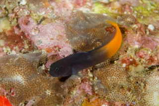 Escenius bicolor