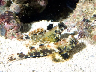Synchiropus ocellatus (pár)