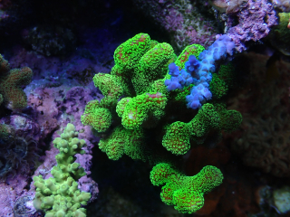 Stylophora pistillata Rose Green  (frag 4cm)