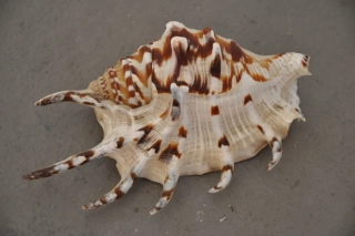 Lambis lambis (Křídlatec prstovitý)