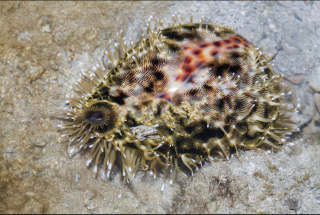 Cypraea tigris (8cm)