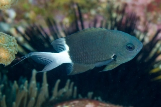 Chromis margaritifer