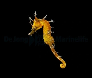 Hippocampus erectus (Yellow)