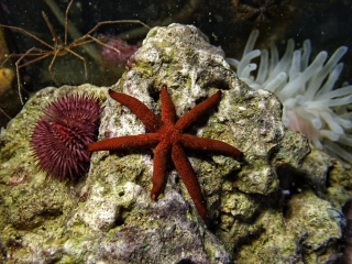Echinaster luzonicus