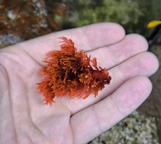 Halymenia durvillei