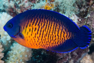Centropyge bispinosa S