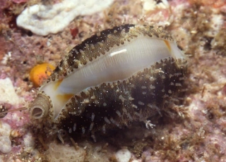 Cypraea annulus