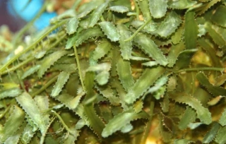 Caulerpa brachyopus