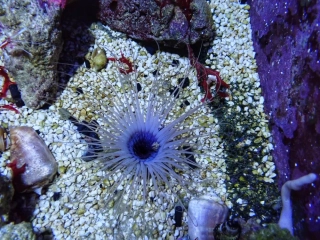 Pachycerianthus Orientalis