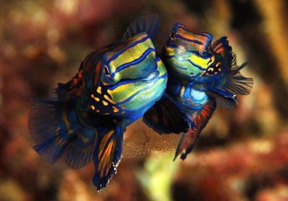Synchiropus splendidus (pár)
