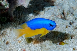 Pomacentrus auriventris
