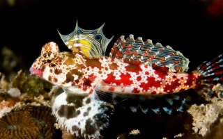 Synchiropus stellatus