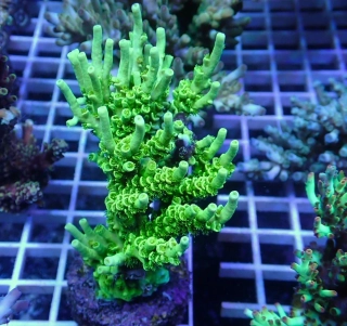 Acropora sp.