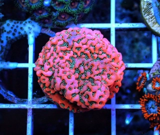 Montipora danae (Dragon fruit)