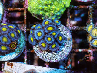 Zoanthus (AIO)