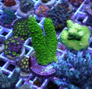 Acropora tumida 