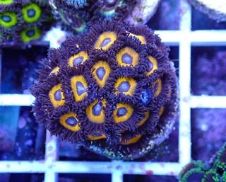 Zoanthus (Pumpkin)