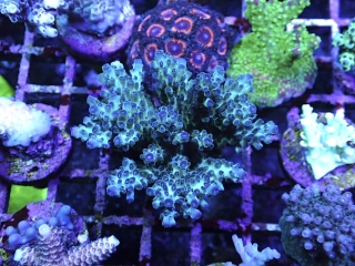 Acropora sp.