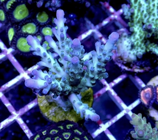 Acropora sp.