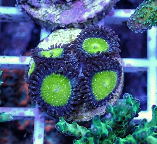 Zoanthus 4p. (Grammy apple