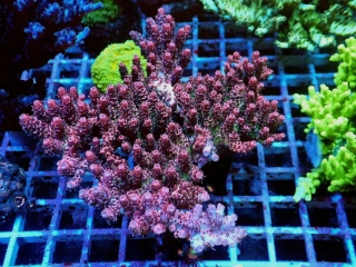 Acropora hyacinthus (Red Planet) frag 4x4cm