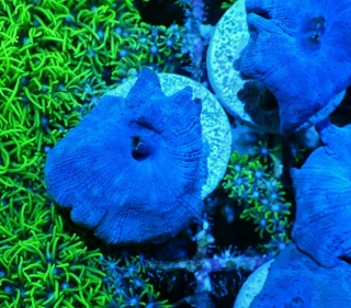 Discosoma blue 1p.