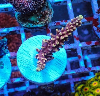 Acropora sp. (Terra Red)