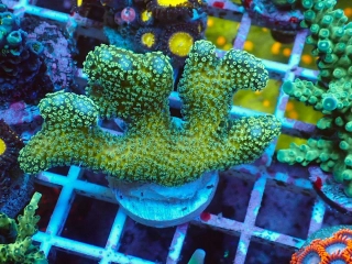 Stylophora (Yellow)