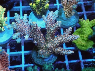 Acropora sp.