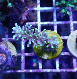 Acropora cardus (Pacman)
