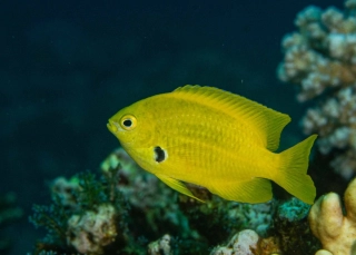 Pomacentrus sulfureus L (10cm)