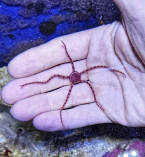 Ophiomyxa australis 