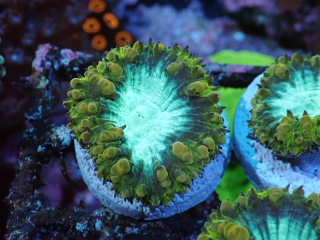 Blastomussa wellsi (5cm,)