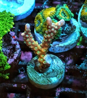 Anacropora (Goldenrod) frag 4cm
